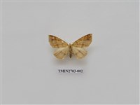 藏品(尺蛾248)的圖片